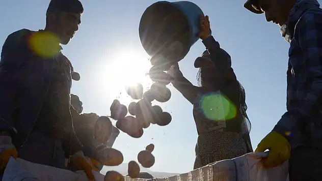 Çiftçilere patates siğiline karşı verilen desteğin tutarı artırıldı