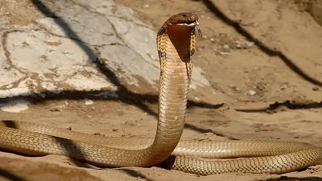 Çocuk kendisini ısıran kobrayı ısırarak öldürdü