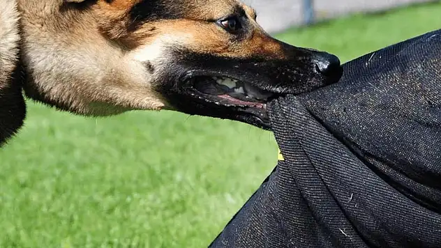 Kuduz hastalığı ölümcül olabilir