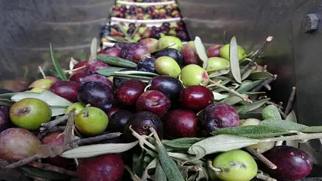 Zeytin üretiminde tüm zamanların rekoru kırıldı