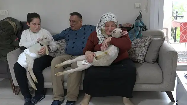 Annesiz kalan ikiz kuzulara evde bebek gibi bakıyorlar