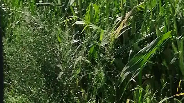 Zarar gören çiftçilere afet fonundan yardım