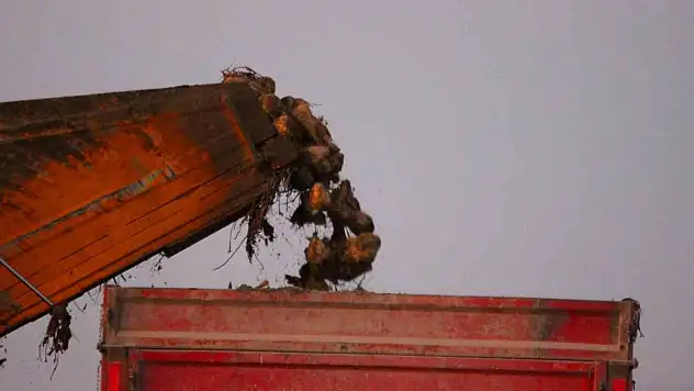 Şeker fiyatları 12 senenin zirvesinde