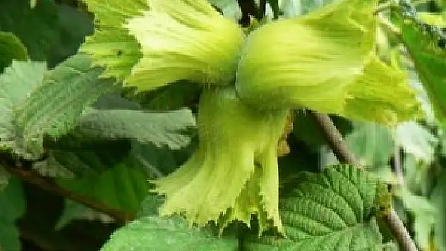 Fındıkta 2015 ürünü rekolte tartışmaları