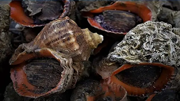 7 ülkeye 7 milyon dolarlık deniz salyangozu ihraç edildi