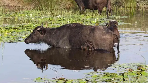 Kayseri pastırmasına yeni rakip 'manda pastırması'