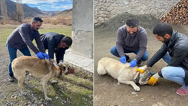 Ölen kedide kuduz tespit edildi, köy karantinaya alındı