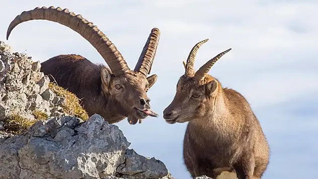 Bakanlık açıkladı, cezası 250 bin lira oldu