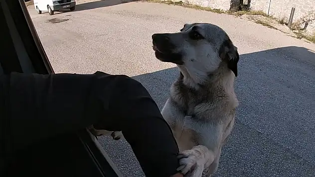 Köpekler, onu gördüğünde ne yapacağını şaşırıyor