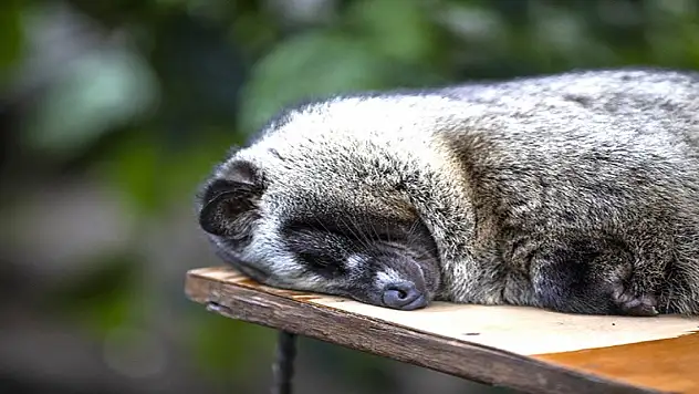 Dünyanın en pahalı kahvesi, Misk kedisinin midesinde mayalanıyor