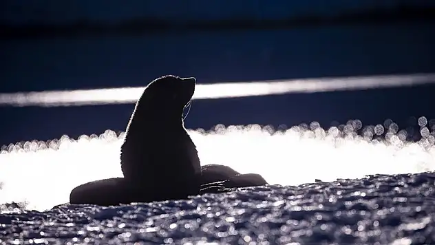 Hazar Denizi kıyısında 2 bin 500 fok ölü bulundu