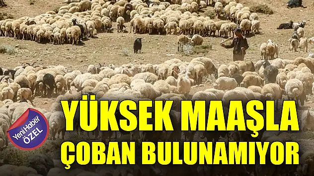 Yüksek maaşla çoban bulunamıyor