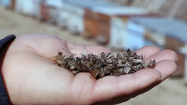 Ceyhan Nehrine dökülen kimyasal atıklar, binlerce arı ve balığı öldürdü