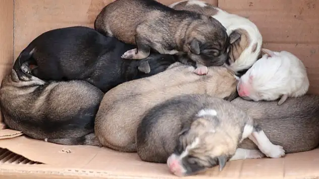 Böyle vicdansızlık olmaz! Yavru köpekleri çöpe attılar