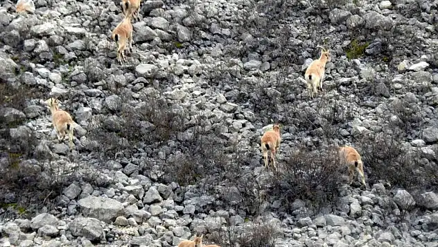 Dağ keçileri havadan böyle görüntülendi