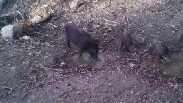 Yaban domuzlarının çamur banyosu dikkatlerden kaçmadı