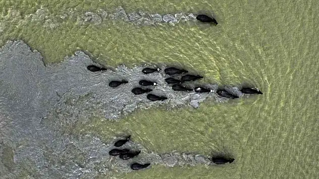 Serengeti değil Sazlıdere…