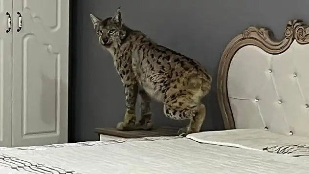 Yediği tavukların sahibinden kaçan vaşak mobilya mağazasına girdi