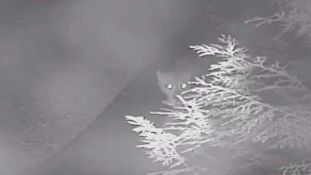 Ortalığı karıştırdı! Aslan mı köpek mi?