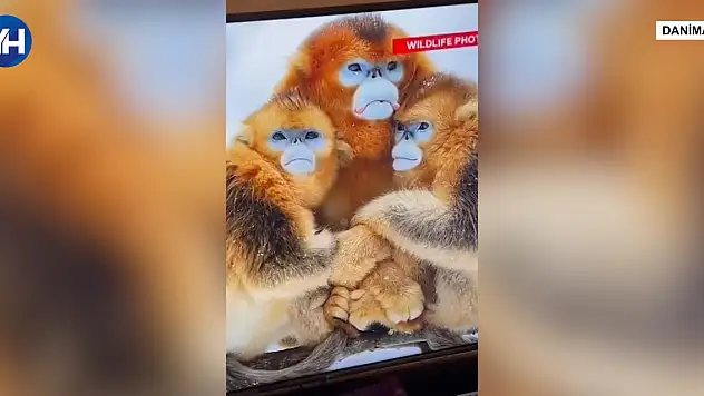 Rezil gazeteci! Faslı oyunculara hakaret etti