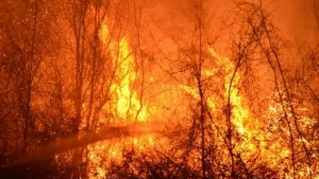 Köyceğiz'de orman yangını