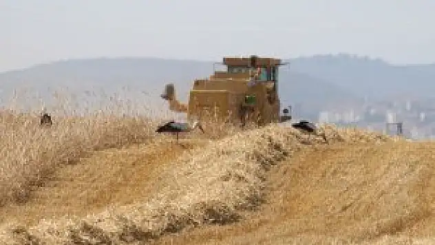 Leylekler Konya Ovası'nda 'çekirge' mesaisinde