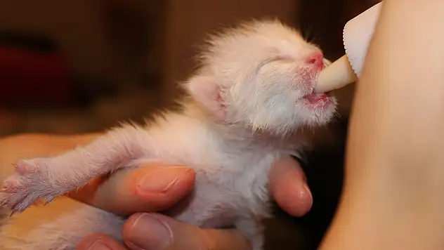 Kedi beslemesinde doğru bilenen yanlışlar neler?