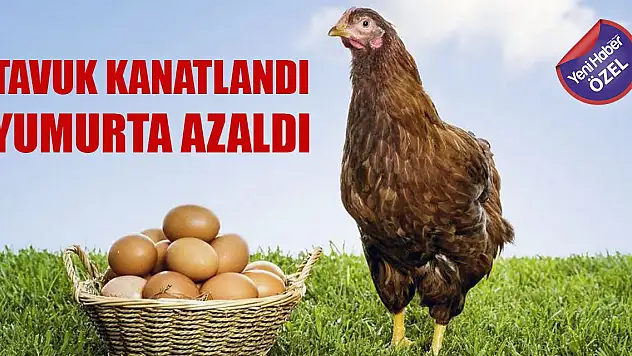 Tavuk kanatlandı, yumurta azaldı