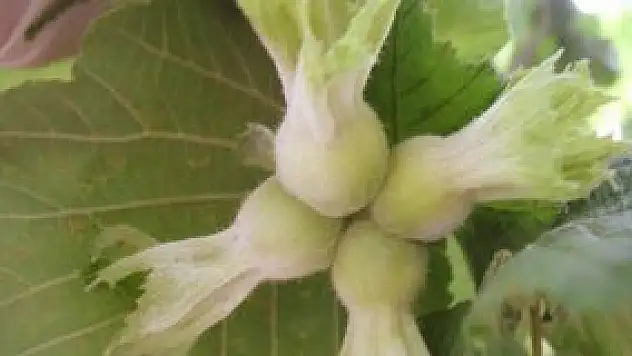 Fındıkta rekolte belirsizliği sürüyor