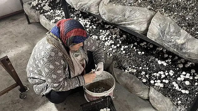 Kadın girişimci aldığı destekle kültür mantarı üretiyor
