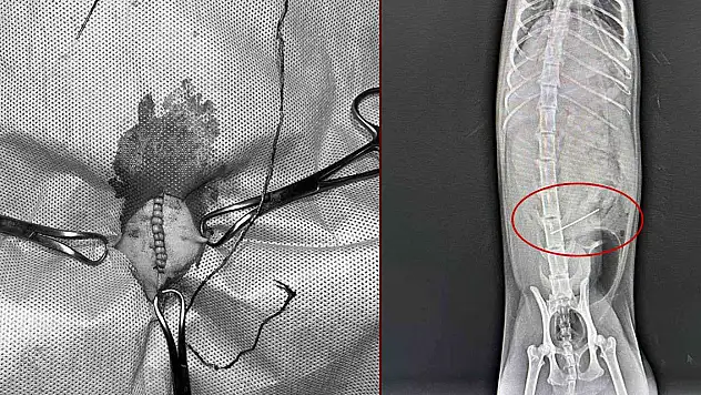 Kedinin midesinden çıktı