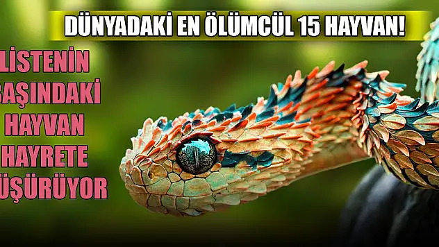 Dünyadaki en ölümcül 15 hayvan! Listenin başındaki hayvan hayrete düşürüyor