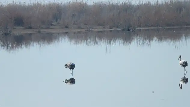 Beyşehir Gölü'nde kış ortası su kuşu sayımı tamamlandı