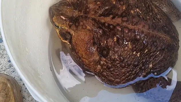 Avustralya'da 2.7 kiloluk dev kurbağa bulundu