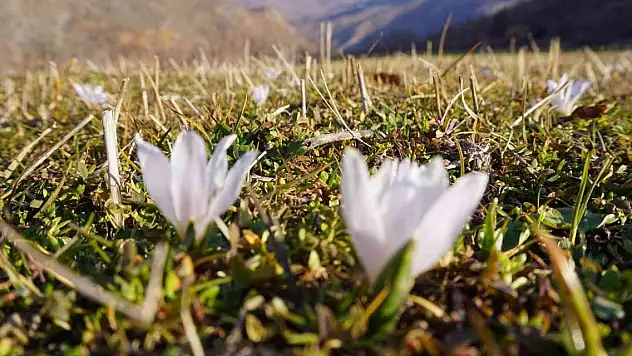 Kar yağmadı ancak kardelenler çiçek açtı
