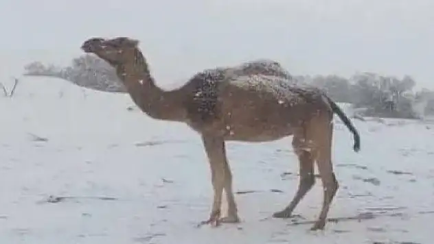 Cezayir'de çöldeki bazı bölgelere kar yağdı