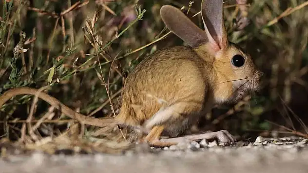 Dünyada kırmızı listedeki hayvan, Türkiye'de görüntülendi