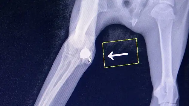 Bacağından havalı tüfekle vuruldu, topal kaldı