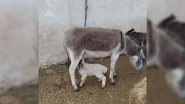 Eşek, kuzuyu emzirdi
