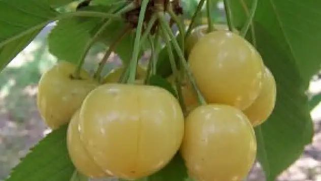 Beyaz kirazda rekolte beklentiyi aştı
