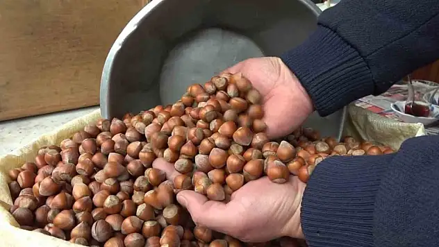 TMO'nun o fiyattan fındık satışına tepki