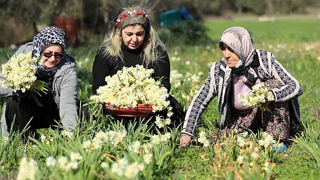 Nergis hasadı yüzleri güldürdü