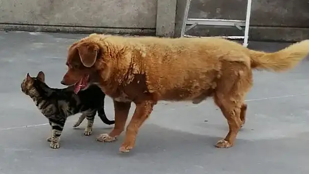 Bobi, gelmiş geçmiş en yaşlı köpek olarak Guinness Dünya Rekorunu kırdı