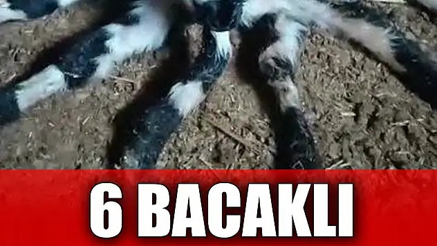 Görenler şaşkın! 6 bacaklı