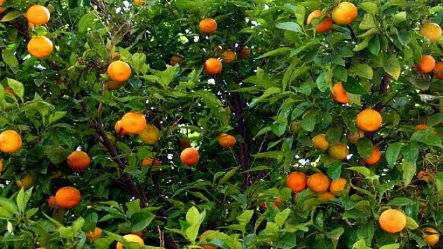 Boztepe Tarım İşletmesi Müdürlüğünden portakal satış ihalesine davet