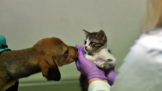 Osmanlı döneminde kuruldu, 200 yıldır hayvanlara şifa oluyor