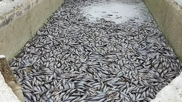 Deprem sonrası binlerce balık telef oldu