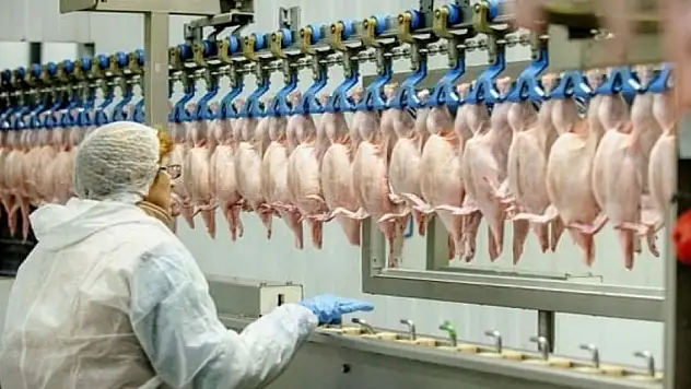 Türkiye'de tavuk eti üretiminde artış