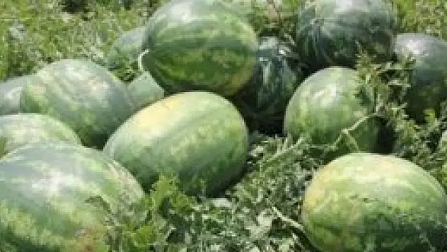 Tarlada 5, markette 75 kuruş!