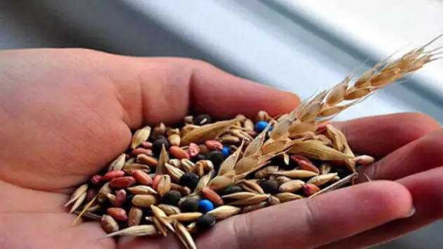 Eskişehir'de tohumluk üretim hakkı satış ihalesi